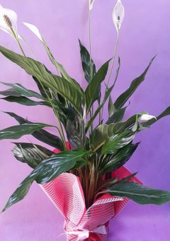 Spatafilyum Büyük Boy